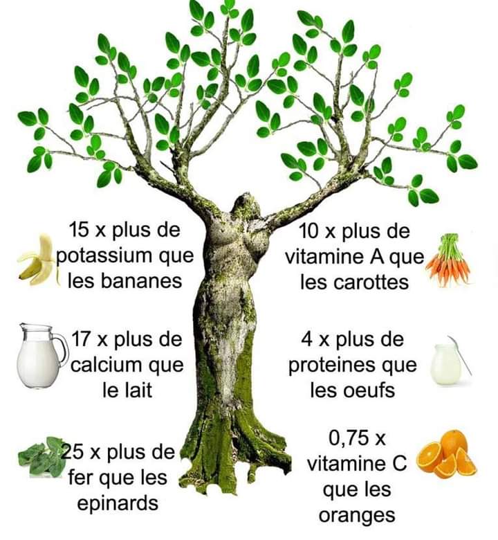 Les bienfaits du moringa pour la santé